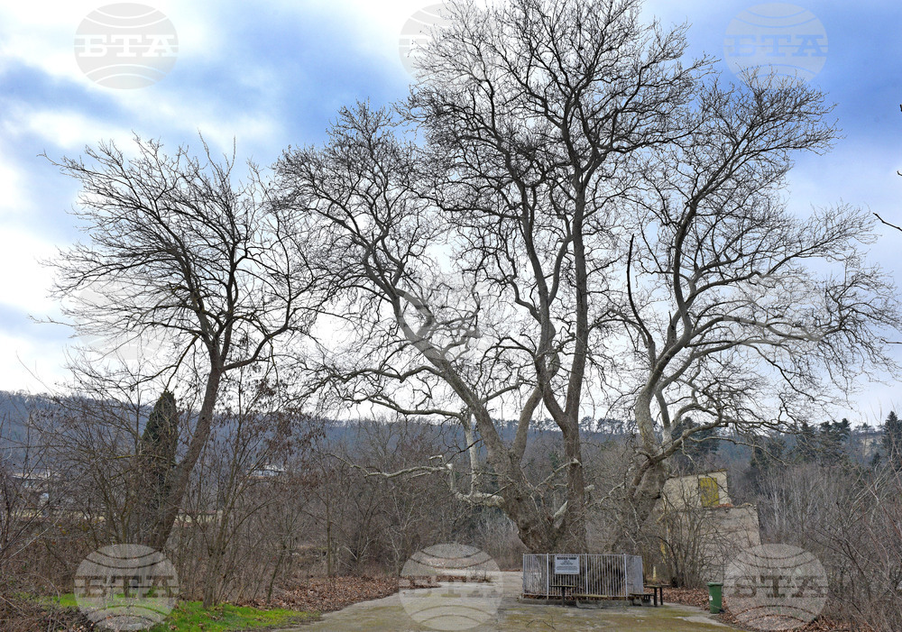 Варна - Вековен чинар