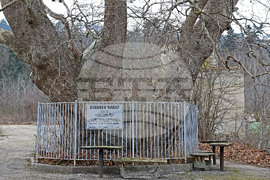 Варна - Вековен чинар