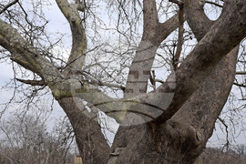 Варна - Вековен чинар