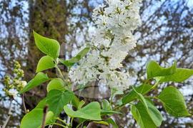 Варна - есен - цъфнал люляк