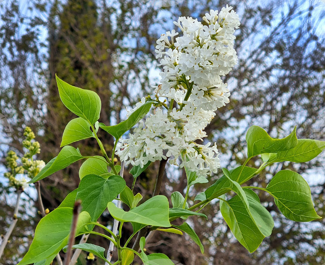 Варна - есен - цъфнал люляк