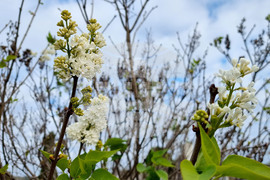 Варна - есен - цъфнал люляк