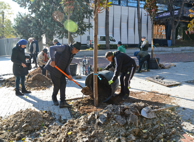 Община Варна: Започна засаждането на нови дървета в централната част на Варна