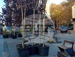 Снимка: Община Варна