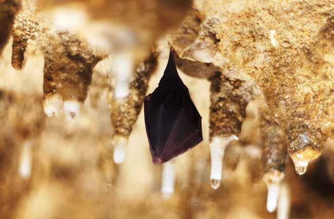 Шумен - пещера "Бисерна"