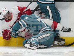 Red Wings Sharks Hockey