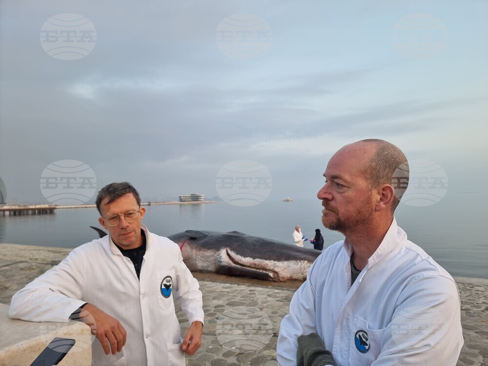 Артисти привличат вниманието към климатичните промени с макет на мъртъв кашалот на брега на Каспийско море в Баку