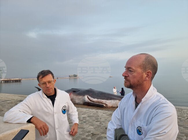 Артисти привличат вниманието към климатичните промени с макет на мъртъв кашалот на брега на Каспийско море в Баку