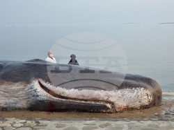 макет - мъртъв кашалот - Баку