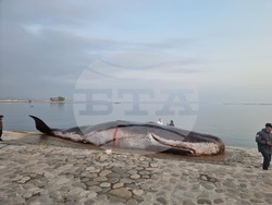 макет - мъртъв кашалот - Баку