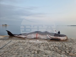 макет - мъртъв кашалот - Баку