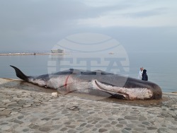 макет - мъртъв кашалот - Баку