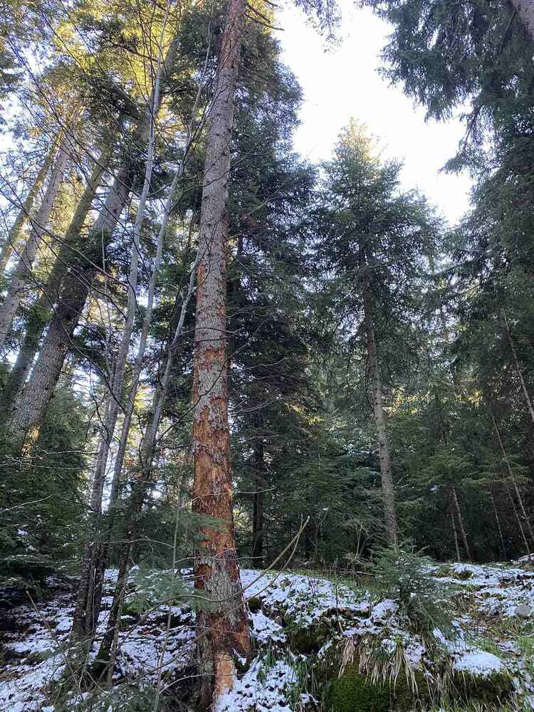 Изпълнителна агенция по горите: 27000 проверки извършиха служителите на ИАГ и РДГ през януари