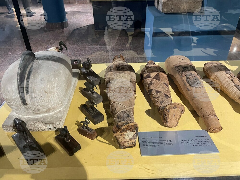 Непокътната древноегипетска мумия на сокол се продава в Абу Даби за близо 90 000 долара