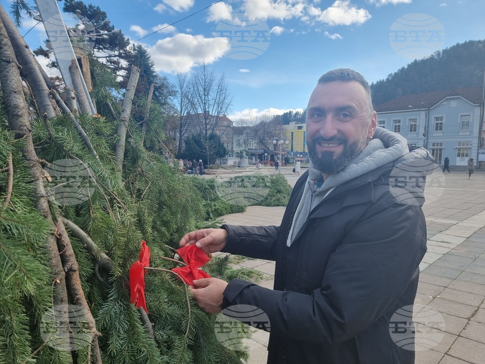 За първи път коледната елха в Кюстендил ще е естествена, но не отрязана