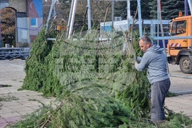 Кюстендил - Коледна елха