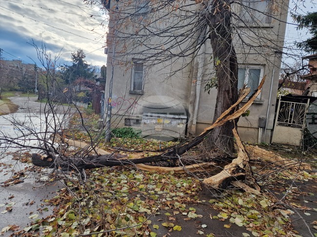 Силен вятър със скорост 47-54 км/ч събори дървета в Търговищко