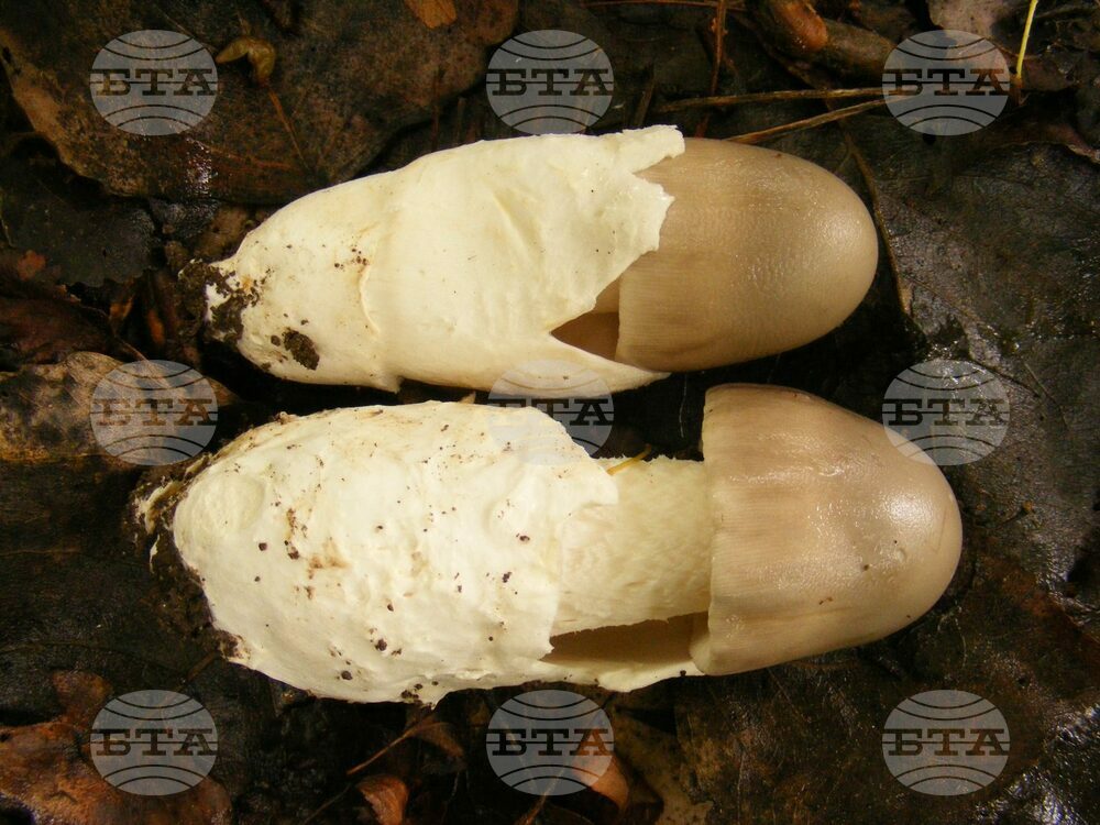 Bulgarian Scientists Discover New Species of Amanita Mushrooms in Sofia