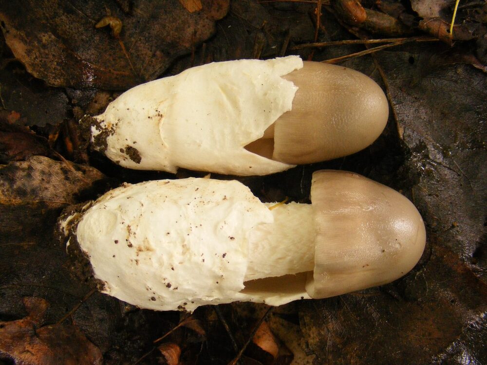 Bulgarian Scientists Discover New Species of Amanita Mushrooms in Sofia