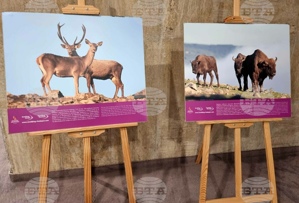 Over 1,000 Rare Animals Released in Rhodope Rewilding Area in 10 Years
