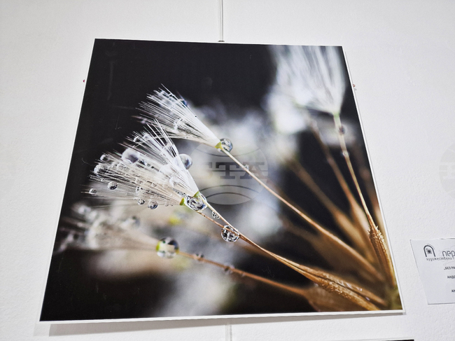 Перник - изложба