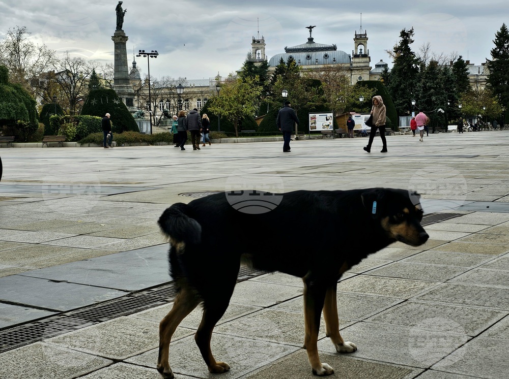 Засилен контрол на регистрацията на домашни животни поискаха представители на институции и общините в Русенско след сигнали за изоставени кучета