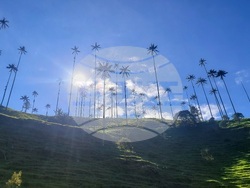 Колумбия - Долината Кокора - восъчни палми