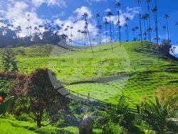 Колумбия - Долината Кокора - восъчни палми