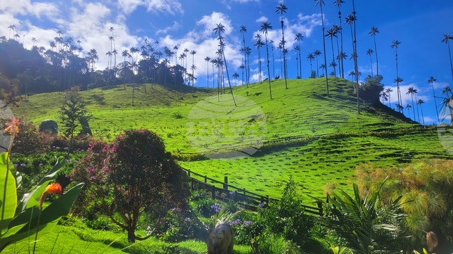 Долината Кокора в Колумбия - зелен дом на восъчни палми и природни богатства