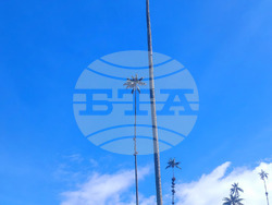 Колумбия - Долината Кокора - восъчни палми