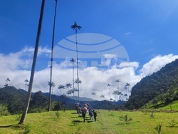 Колумбия - Долината Кокора - восъчни палми