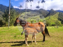 Колумбия - Долината Кокора - восъчни палми