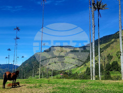 Колумбия - Долината Кокора - восъчни палми