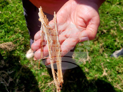 Колумбия - Долината Кокора - восъчни палми