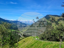 Колумбия - Долината Кокора - восъчни палми