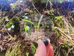 Колумбия - Долината Кокора - восъчни палми