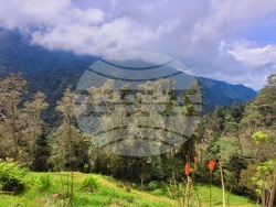 Колумбия - Долината Кокора - восъчни палми