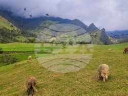 Колумбия - Долината Кокора - восъчни палми