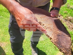 Колумбия - Долината Кокора - восъчни палми