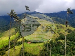 Колумбия - Долината Кокора - восъчни палми