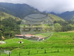 Колумбия - Долината Кокора - восъчни палми