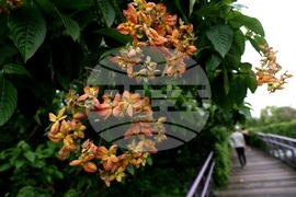 Сингапур - изглед - ежедневие