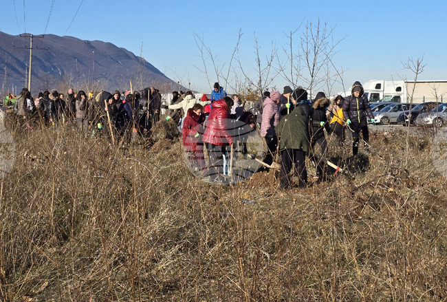 Враца - засаждане на 500 дървета
