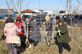 Враца - засаждане на 500 дървета