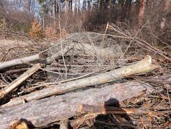 Екипи на общинска полиция ще патрулират около къпалнята „Мария Луиза“ по заповед на Фандъкова