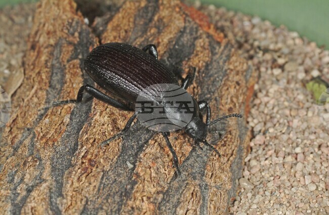 Японски скарабей, представляващ заплаха за над 400 растителни вида, е забелязан във Франция