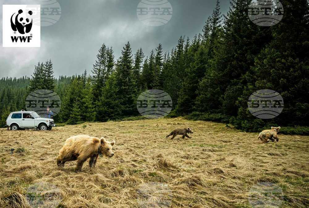 За историята на шест спасени мечета разказват от WWF в своя кампания