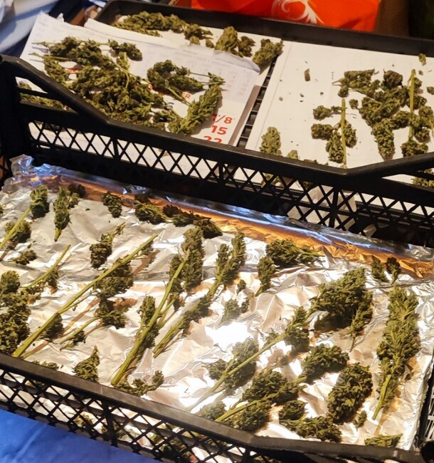 Полицейски служители откриха канабис в частен имот в самоковско село