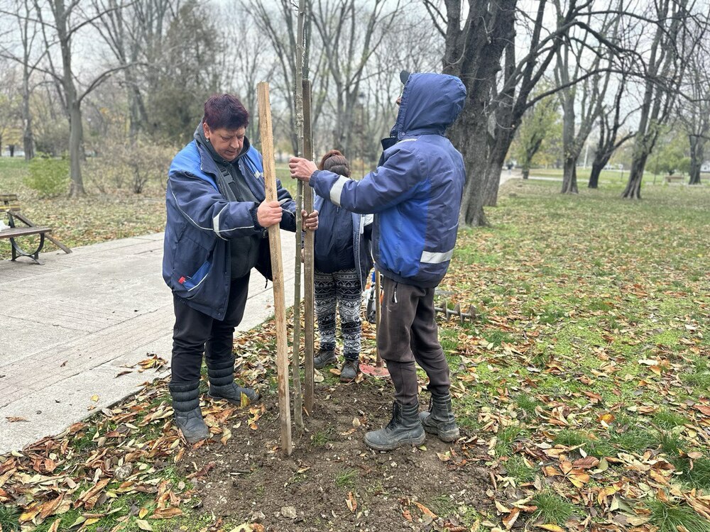 Община Русе: Нови 20 дръвчета бяха засадени в Парка на възрожденците