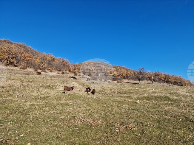 Община Търговище отдава под наем над 4000 дка пасища, мери и ливади 
